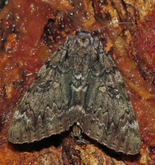Catocala lacrymosa
