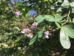 Machaerium lunatum