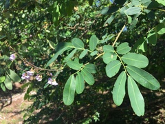 Machaerium lunatum