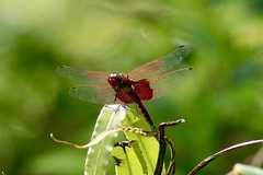 Tramea eurybia