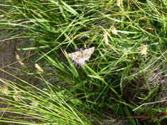 Muschampia floccifera