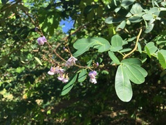 Machaerium lunatum
