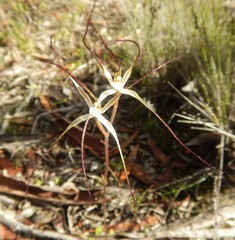 Caladenia filamentosa