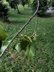 Prunus occidentalis