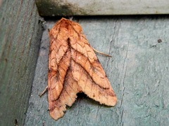 Pyrrhia exprimens
