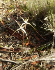 Caladenia filamentosa