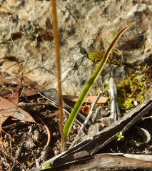 Caladenia filamentosa