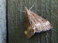 Pyrausta nicalis