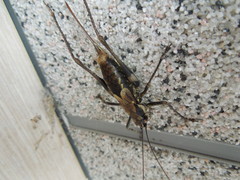 Paratlanticus ussuriensis