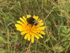 Bombus