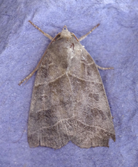 Ipimorpha retusa