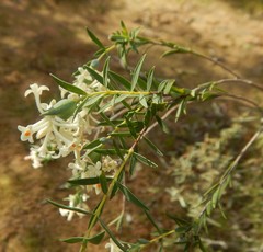 Pimelea stricta
