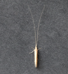 Oecetis ochracea