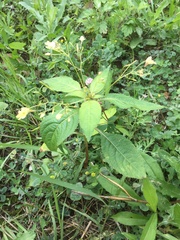 Impatiens parviflora