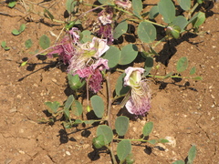 Capparis sicula