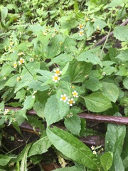 Galinsoga quadriradiata