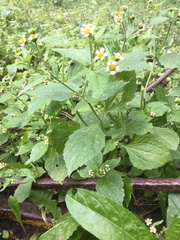 Galinsoga quadriradiata