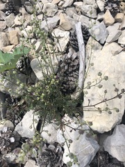 Scrophularia exilis