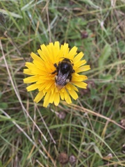 Bombus