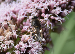 Stratiomys singularior