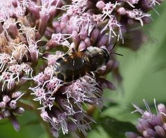 Stratiomys singularior
