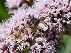 Stratiomys singularior