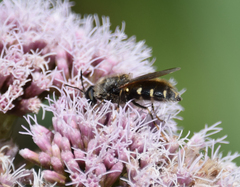 Stratiomys singularior