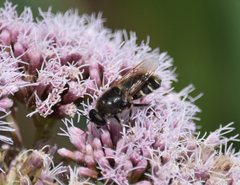 Stratiomys singularior