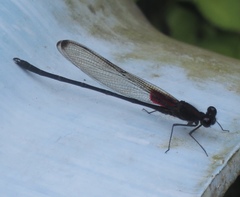 Hetaerina cruentata