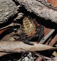 Hormurus
