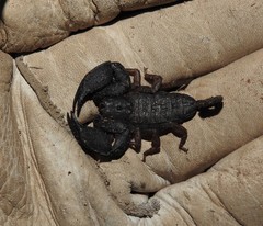 Hormurus