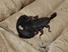 Hormurus
