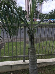 Pseudophoenix sargentii