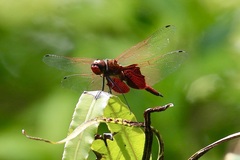 Tramea eurybia