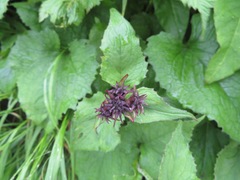 Saussurea sessiliflora