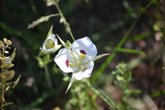 Calochortus eurycarpus