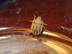 Homaemus parvulus