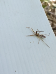 Epidaus famulus