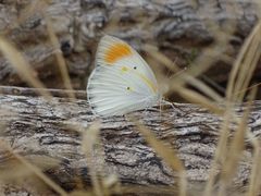 Colotis antevippe antevippe