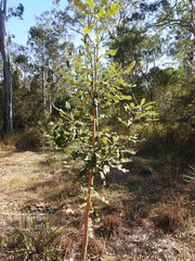 Banksia integrifolia compar