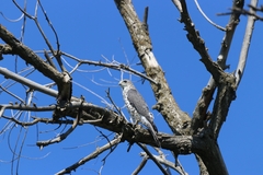 Accipiter brevipes