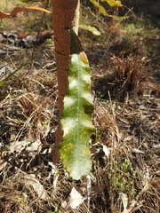 Banksia integrifolia compar