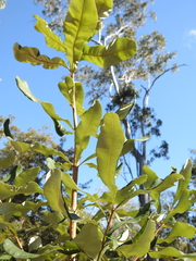 Banksia integrifolia compar