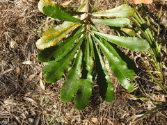 Banksia integrifolia compar