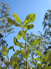 Banksia integrifolia compar