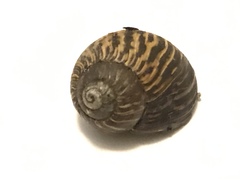 Bothriembryon kendricki