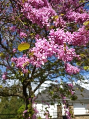 Cercis siliquastrum