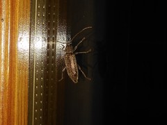 Trichoferus holosericeus