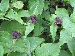 Saussurea sessiliflora