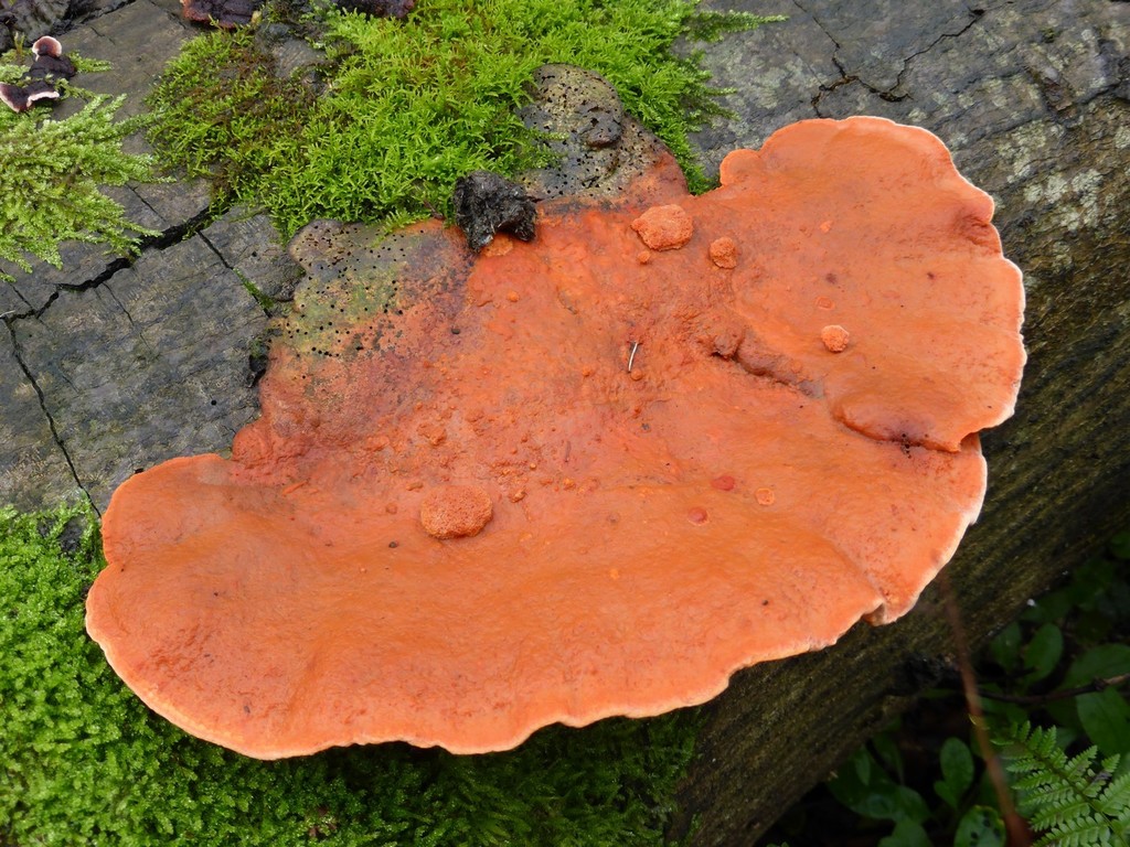 shelf fungi (Effie Yeaw Nature Center Trail Guide ) · iNaturalist